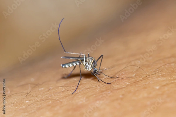 Fototapeta Mosquito-borne diseases infection zika virus (Aedes aegypti) on a white background, carrier of the dengue fever 