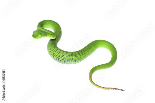 Fototapeta Snake in nature,Green pit viper, Asian pit viper, Trimeresurus (Viperidae)