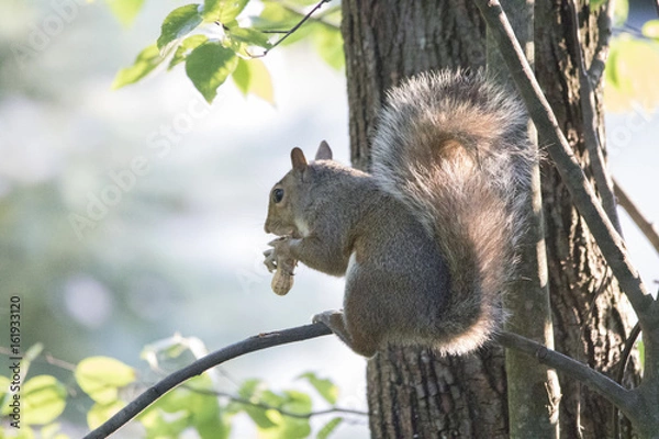 Fototapeta Squirrel dinner
