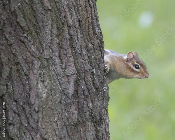 Fototapeta Curious Chipmunk