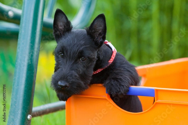 Fototapeta Puppy of Scotch-terrier breed sits in orange box on background of greenery