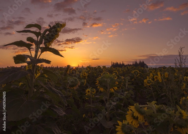 Obraz Sunrise in the field