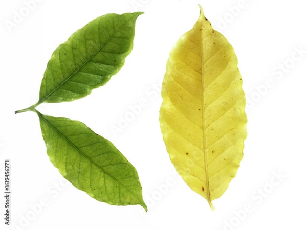 Obraz green coffee leaf isolated