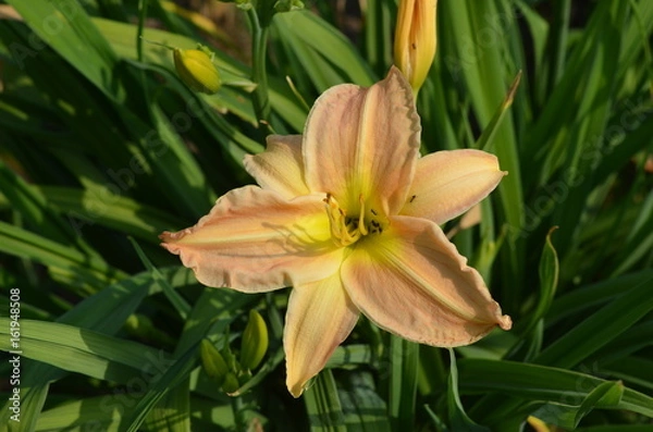 Fototapeta Розовый лилейник hemerocallis