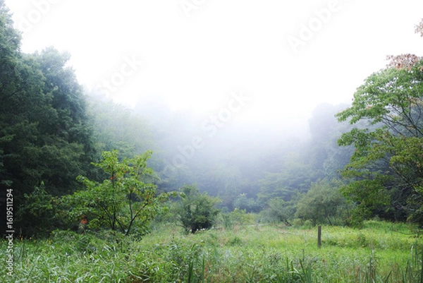 Obraz 霧の中の幻想的な高原風景