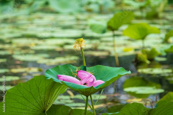 Obraz lotus flower falling on a lotus leaf.