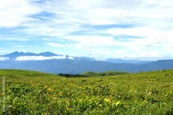 Fototapeta ニッコウキスゲが咲く夏の車山高原／長野県