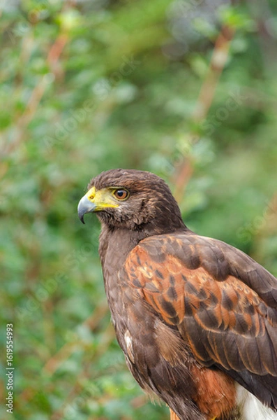 Obraz A Harris Hawk at a Bird Show or Sanctuary. Concept Wildlife conservation and education.