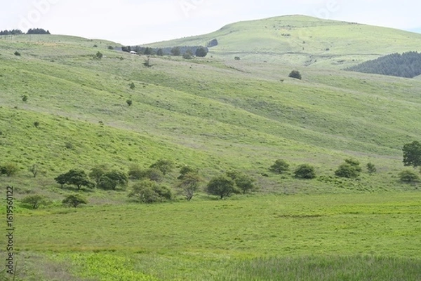 Fototapeta 夏空と緑が広がる車山高原／長野県