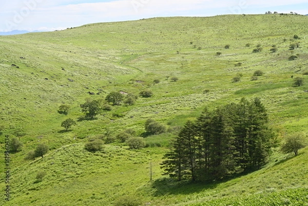 Fototapeta 夏空と緑が広がる車山高原／長野県