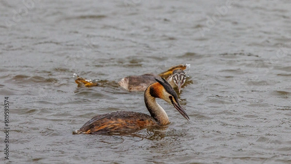 Obraz Great crested grebes fishing for crayfish in a pond