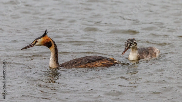 Obraz Great crested grebes fishing for crayfish in a pond