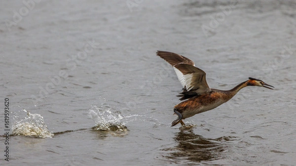 Obraz Great crested grebes fishing for crayfish in a pond