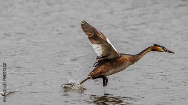 Obraz Great crested grebes fishing for crayfish in a pond