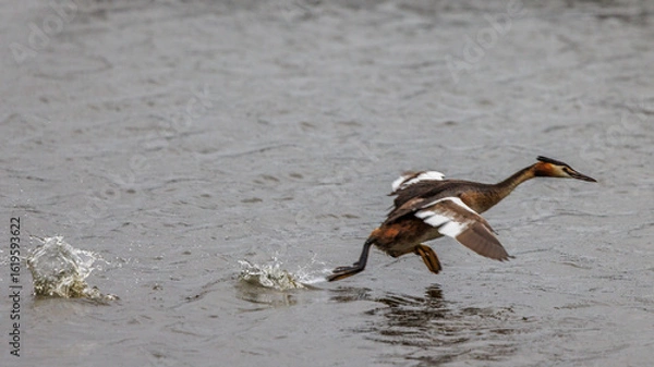 Obraz Great crested grebes fishing for crayfish in a pond