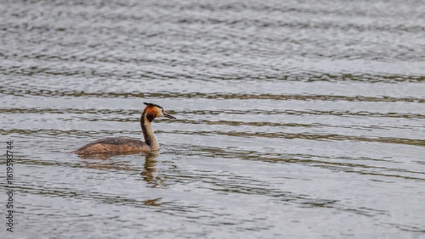 Obraz Great crested grebes fishing for crayfish in a pond