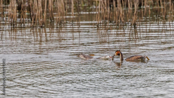 Obraz Great crested grebes fishing for crayfish in a pond