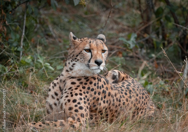 Fototapeta Cheetah in Kristiansand Dyrepark in southern Norway