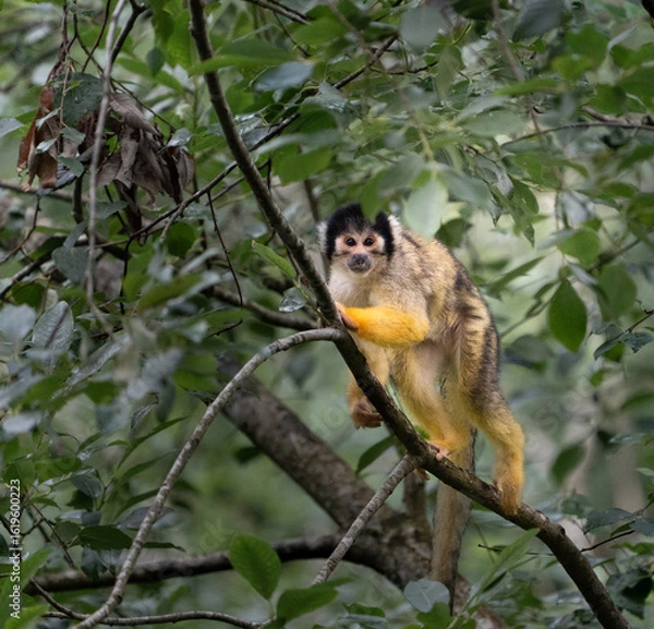 Fototapeta Common squirrel monkey in Kristiansand Dyrepark in southern Norway