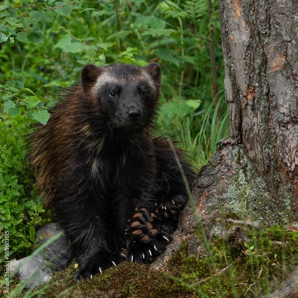 Fototapeta Gulo gulo in Kristiansand Dyrepark in southern Norway

