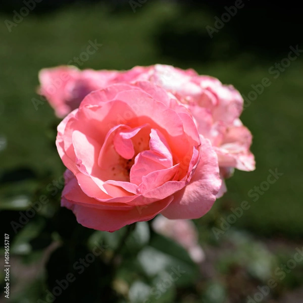 Obraz Pink rose.