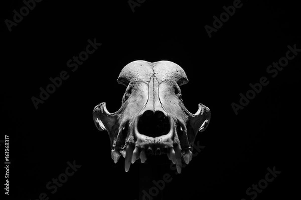 Obraz skull dog