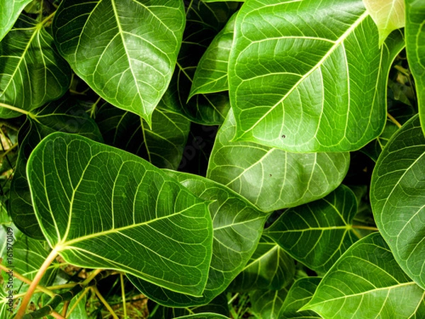 Obraz Leaves Bo leaf