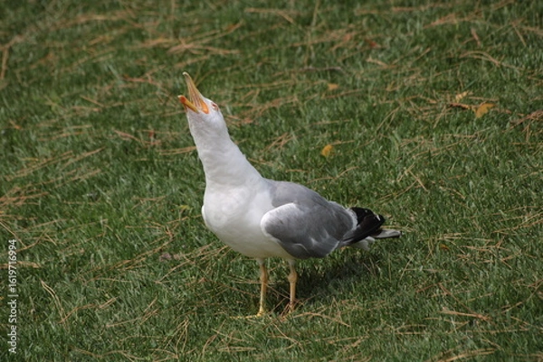 Fototapeta Screaming seagull