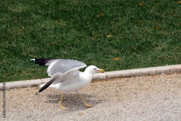 Obraz Seagull preparing to take off