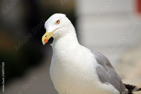 Obraz Seagull watching