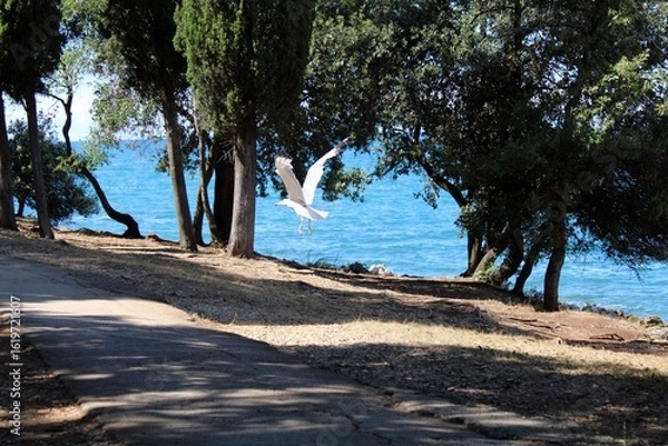 Fototapeta Flying seagull at Green Lagoon Beach, Porec