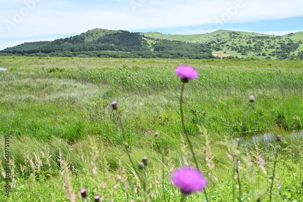 Fototapeta 夏の八島湿原・ノアザミ／長野県