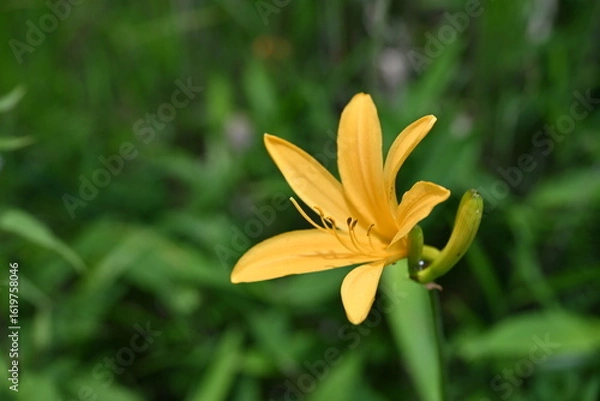 Fototapeta 夏の八島湿原・ニッコウキスゲ／長野県