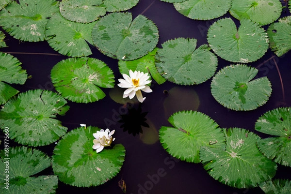 Fototapeta Close-up of a white water lily blooming beautifully in a calm pond surrounded by lush green lotus leaves under natural sunlight. Ideal for nature, botanical, and peaceful landscape themes.