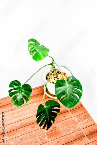 Fototapeta A Monstera Deliciosa houseplant in a decorative pot placed on a wooden floor