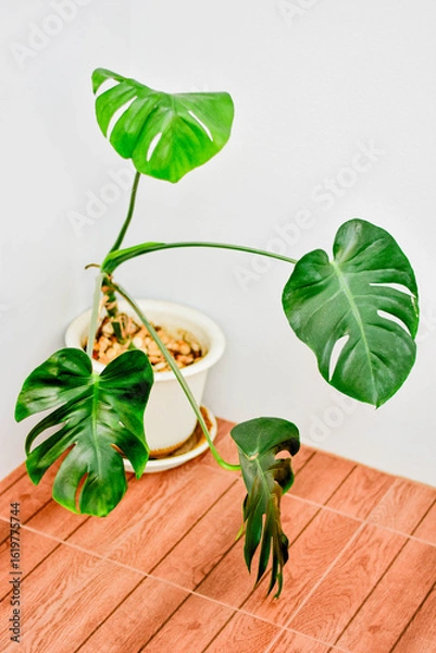 Fototapeta A Monstera Deliciosa houseplant in a decorative pot placed on a wooden floor