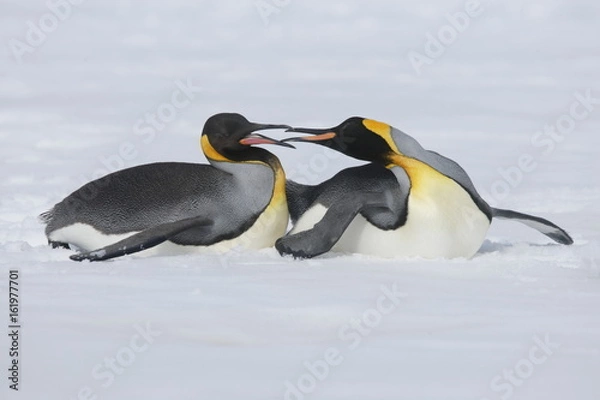 Fototapeta Two king penguins have fun