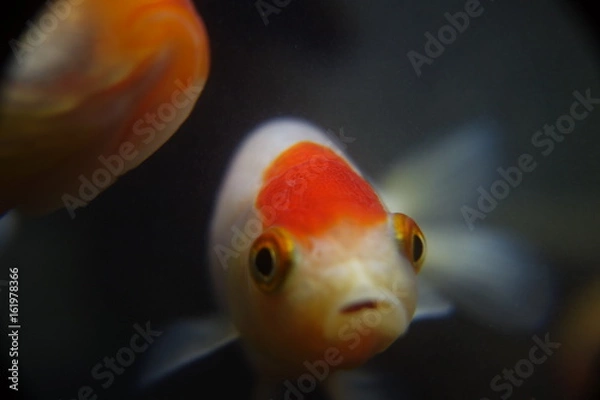 Fototapeta アクアリウム　らんちゅう　金魚