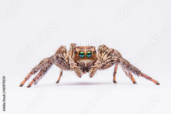 Obraz Pająk skokowy