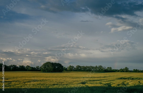 Fototapeta Wheat Fields with Storm Clouds and Rainbow