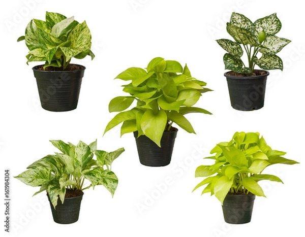 Fototapeta Green tree in a pot isolated on white background.