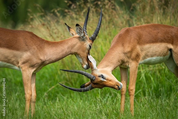 Fototapeta Two impalas (Aepyceros melampus) interacting with each