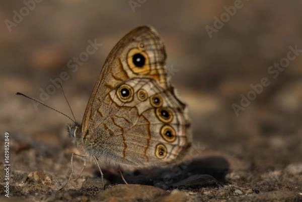 Obraz butterfly on the ground