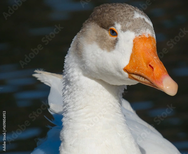 Obraz Anser anser domesticus