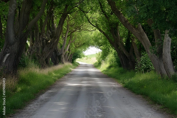 Obraz road in the forest