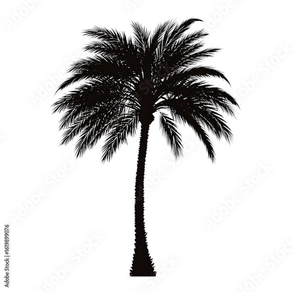 Fototapeta Vector art, vector illustration of a silhouette of a palmetto tree on a white background
