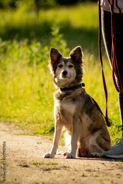 Obraz Adorable long haired collie type dog with leash, red and white color, walking in park with bright green grass in summer.