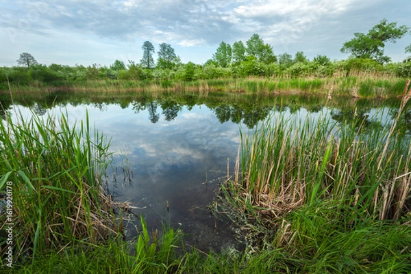 Fototapeta Reflection of clouds in the water of a pond with reeds, a spring day in Stankow in eastern Poland