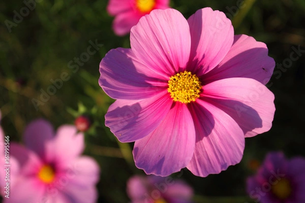 Fototapeta コスモス