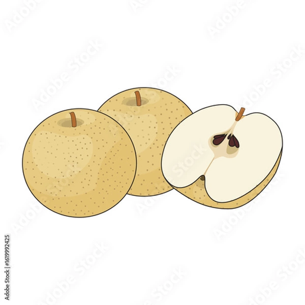 Obraz Asian Pear Illustration